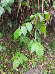 Rubus parviaraliifolius