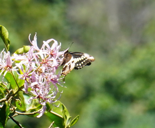 Bush Kite Swallowtail