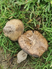 Rhodocybe malenconii