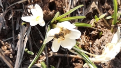 Crocus ochroleucus