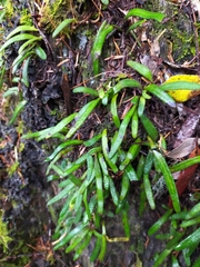 Pyrrosia linearifolia