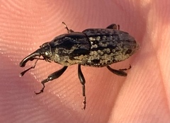 Sphenophorus cariosus