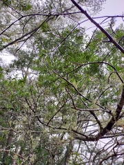 Pseudotsuga wilsoniana