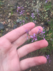 Hesperidanthus linearifolius
