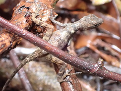 Anolis lemurinus