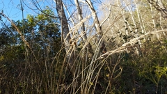 Helictochloa bromoides