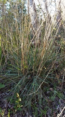 Helictochloa bromoides