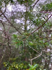 Pseudotsuga wilsoniana