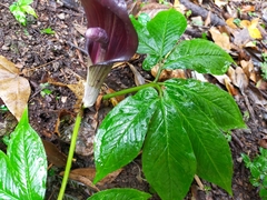 Arisaema ilanense