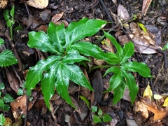Arisaema ilanense