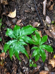 Arisaema ilanense