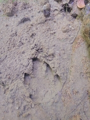 Tapirus terrestris