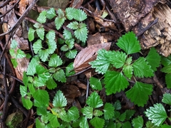 Nanocnide japonica