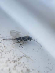 Hymenoptera