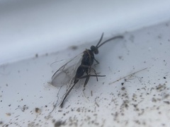 Hymenoptera