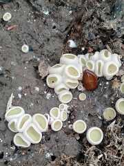 Ascobolus scatigenus