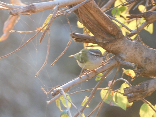 Ashy-throated Warbler (Phylloscopus maculipennis), photo 10