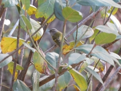 Phylloscopus maculipennis
