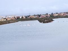 Phoenicopterus roseus