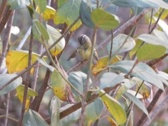 Phylloscopus maculipennis