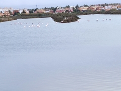 Phoenicopterus roseus