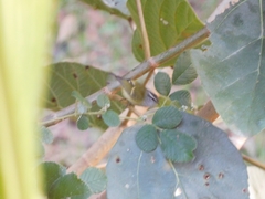 Phylloscopus maculipennis