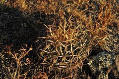 Echinofossulocactus obvallatus