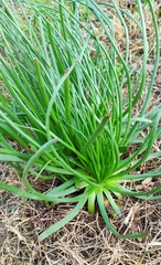 Asphodelus fistulosus