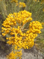 Helichrysum hamulosum