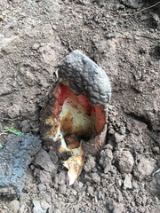 Hydnora abyssinica
