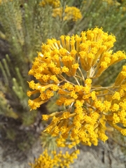 Helichrysum hamulosum