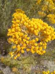 Helichrysum hamulosum