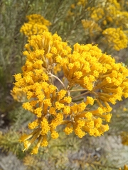Helichrysum hamulosum