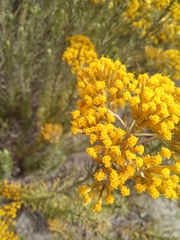 Helichrysum hamulosum