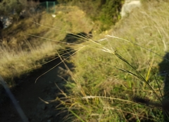 Stipa juncea