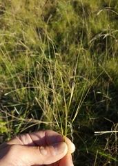 Stipa juncea