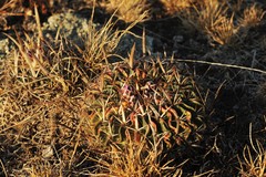 Echinofossulocactus obvallatus