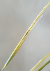 Stipa juncea