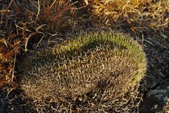 Echinofossulocactus obvallatus