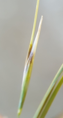 Stipa juncea