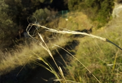 Stipa juncea