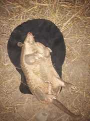 Cabassous unicinctus