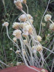 Pfaffia gnaphalioides