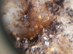 Crematogaster minutissima