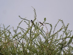 Speculipastor bicolor