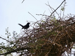 Bubalornis albirostris