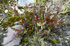 Epilobium denticulatum