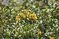 Gaiadendron punctatum