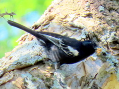 Melaniparus niger niger