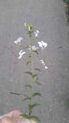 Cleome aculeata